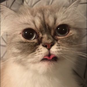 Meet your Posher, Berlyn